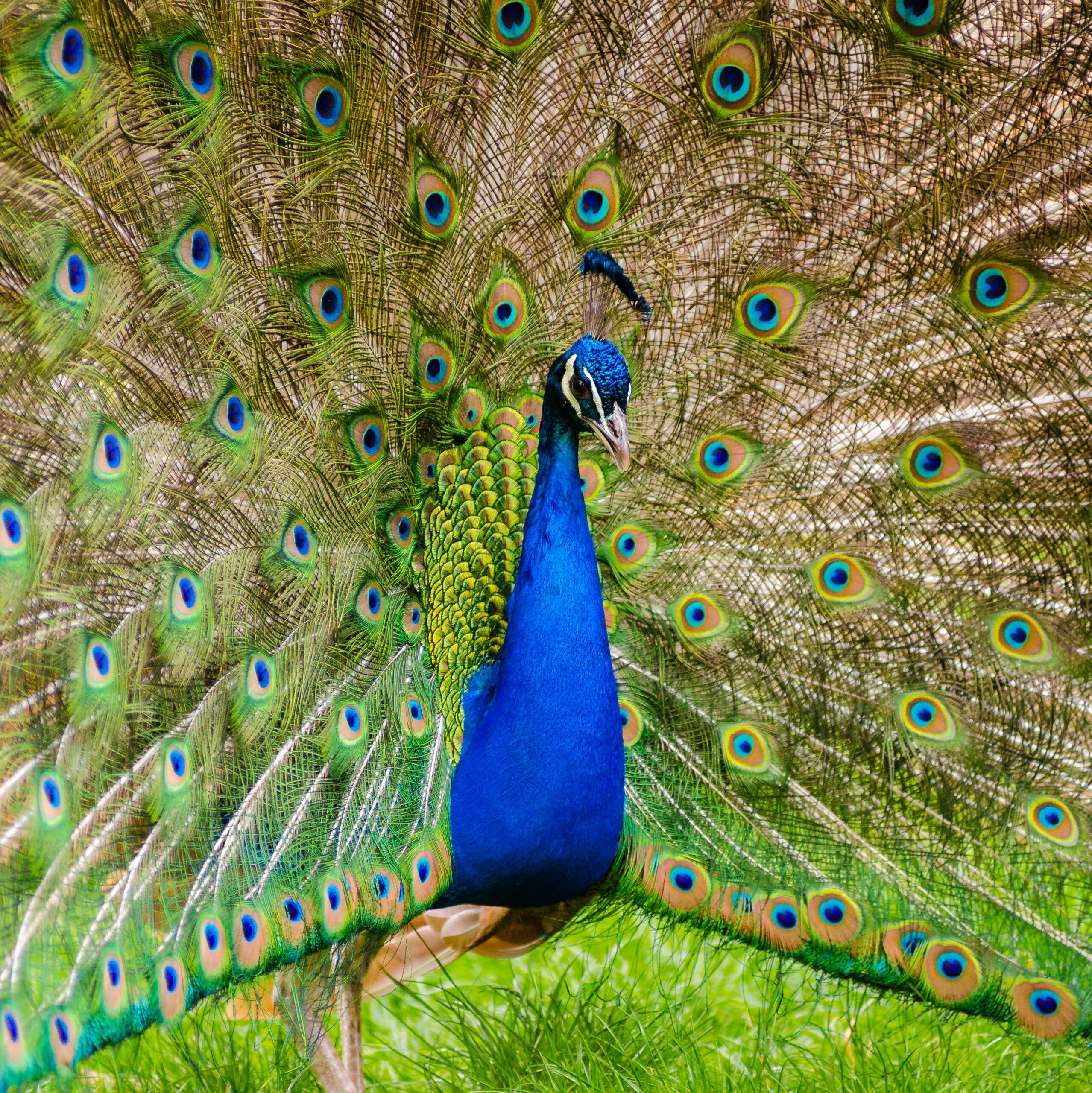 How to harness true inner direction and ignore ego-driven goals
