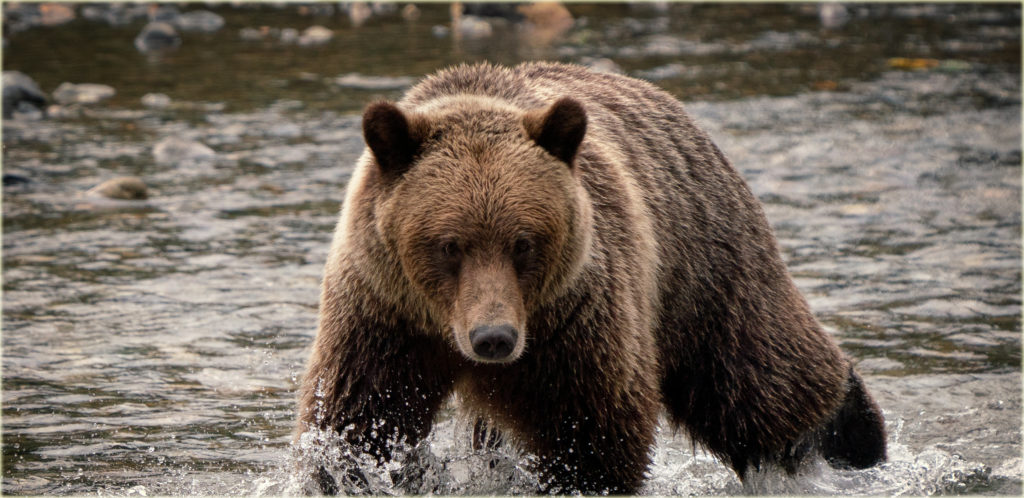 Poking the bear